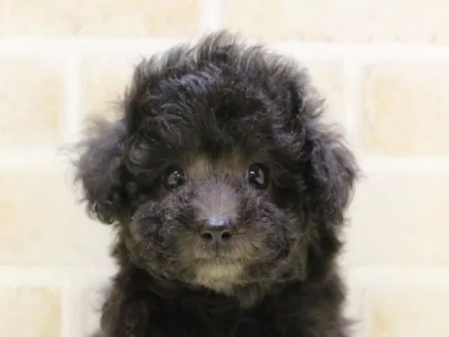 神奈川県のトイプードル(トイ) (ペッツワン三浦店/2025年4月28日生まれ/女の子/シルバー)の子犬